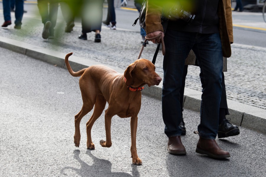 Der 51-Jährige war mit seinem Hund unterwegs, als ein Streit eskalierte. (Archivbild)