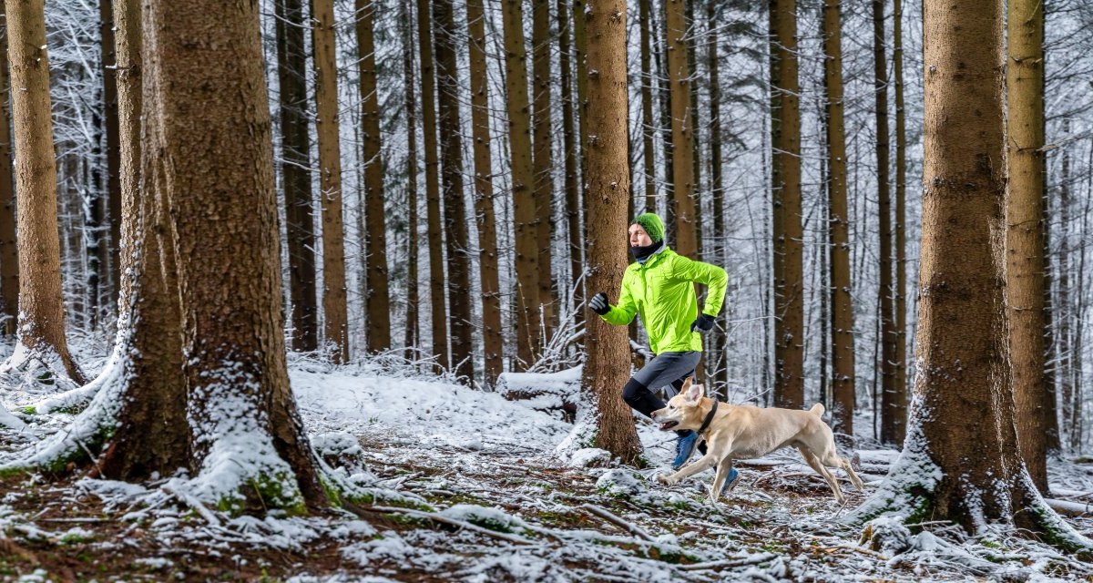 Harz Hund