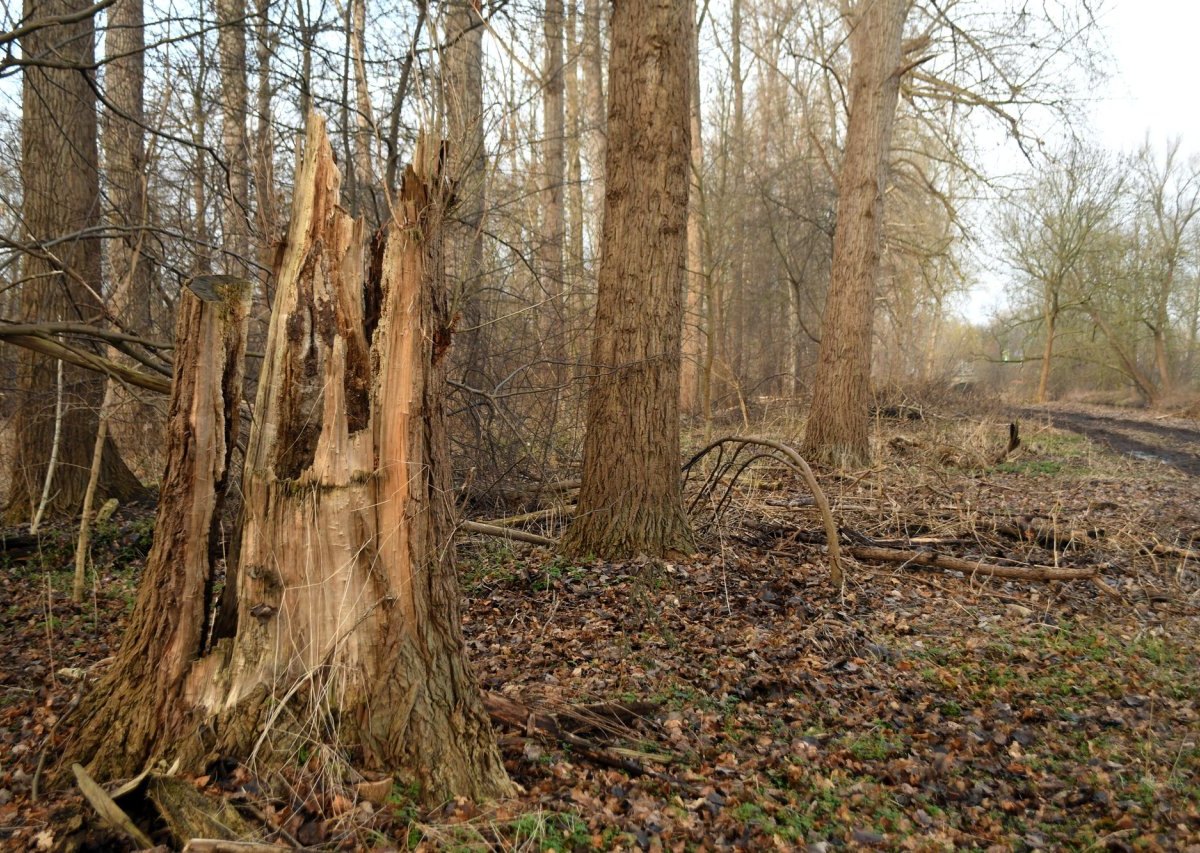 Holzfällen