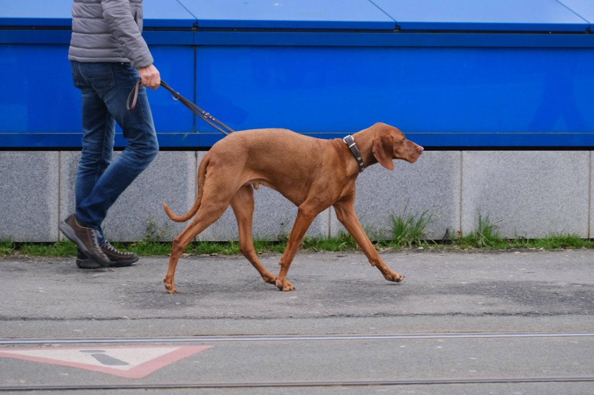 Hund Braunschweig.jpg