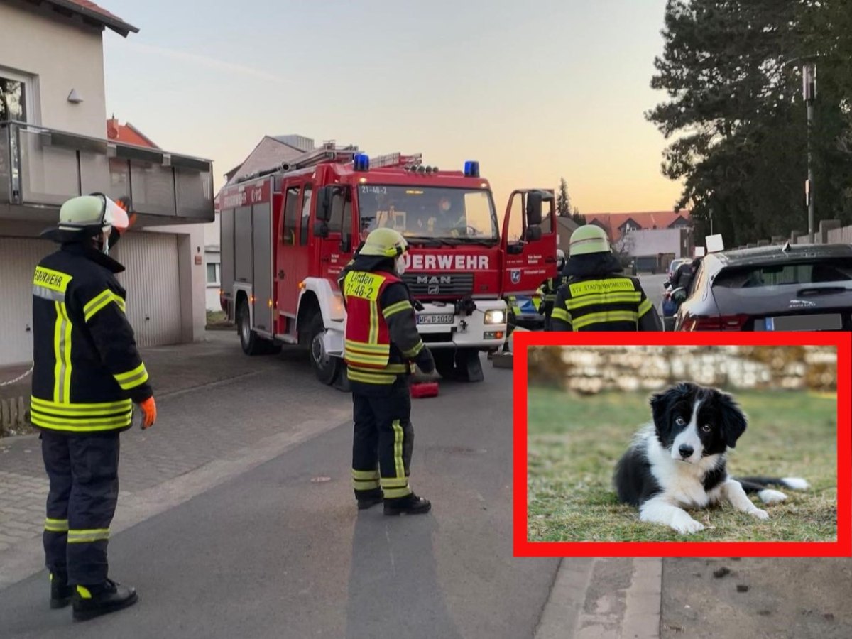 Hund in WolfenbÃ¼ttel.jpg