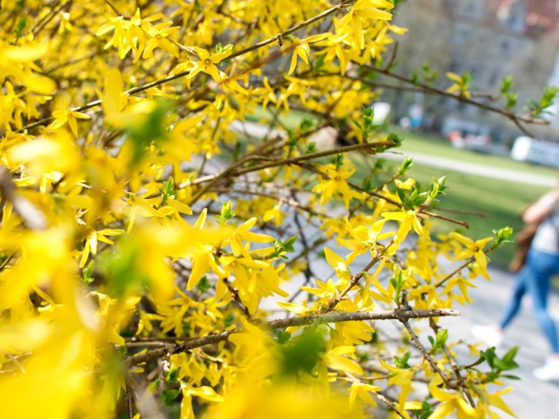 wetter neidersachsen frau blumen frühling