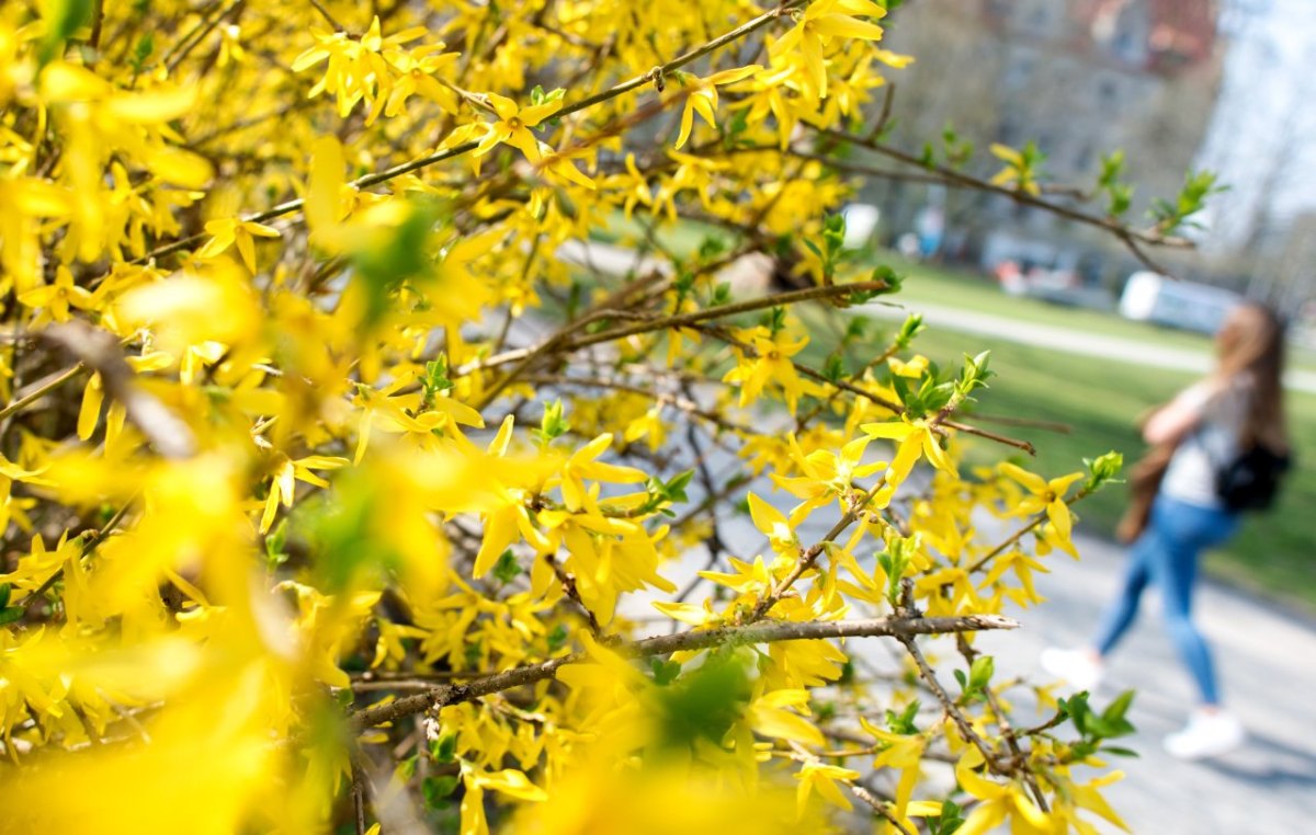 wetter neidersachsen frau blumen frühling