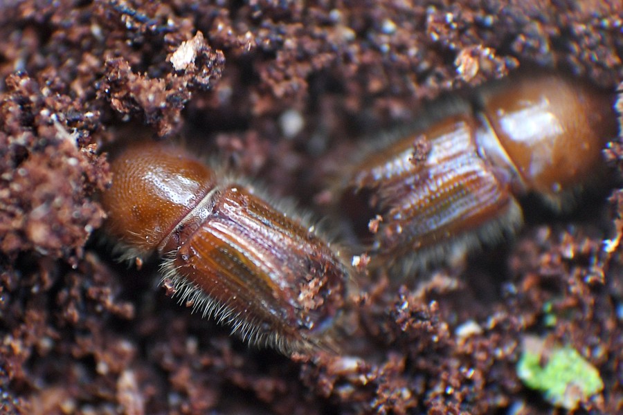 Borkenkäfer sorgen für massives Bäumesterben im Harz. 