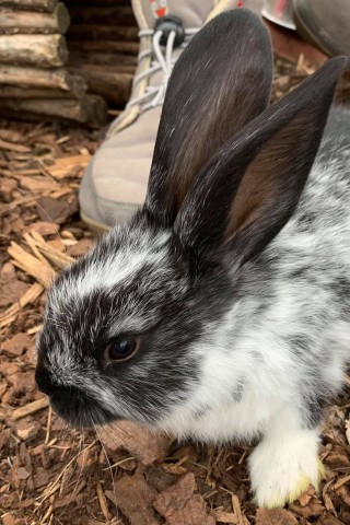 Dotty war noch nicht lang bei der Familie - und schon wieder weg...