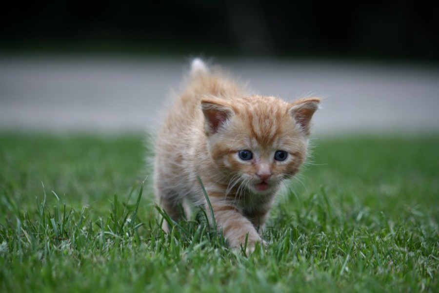 Ganz junge Katzenbabys brauchen extrem viel Fürsorge der Mutter – wenn die fehlt, wird hart.