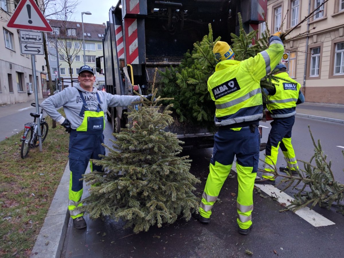 5 alba weihnachtsbäume.jpg