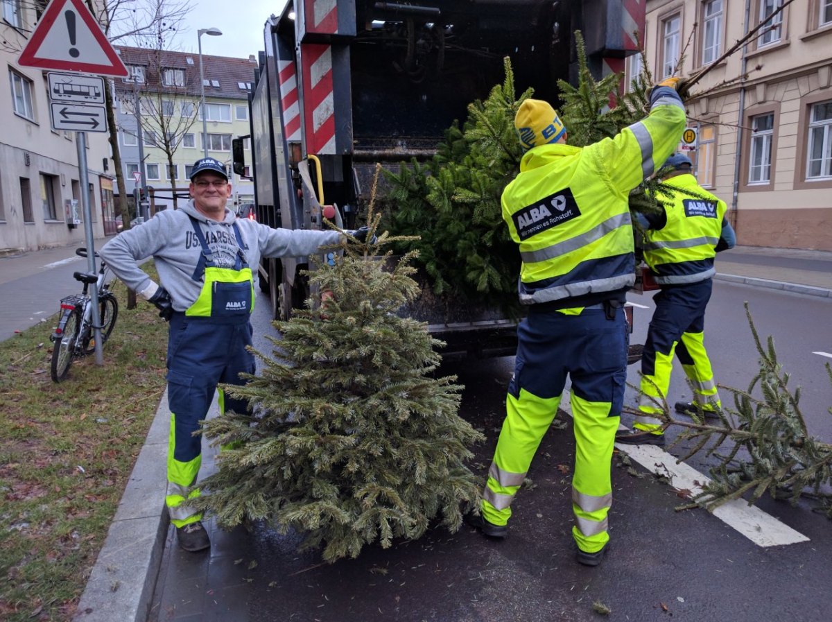 5 alba weihnachtsbäume.jpg