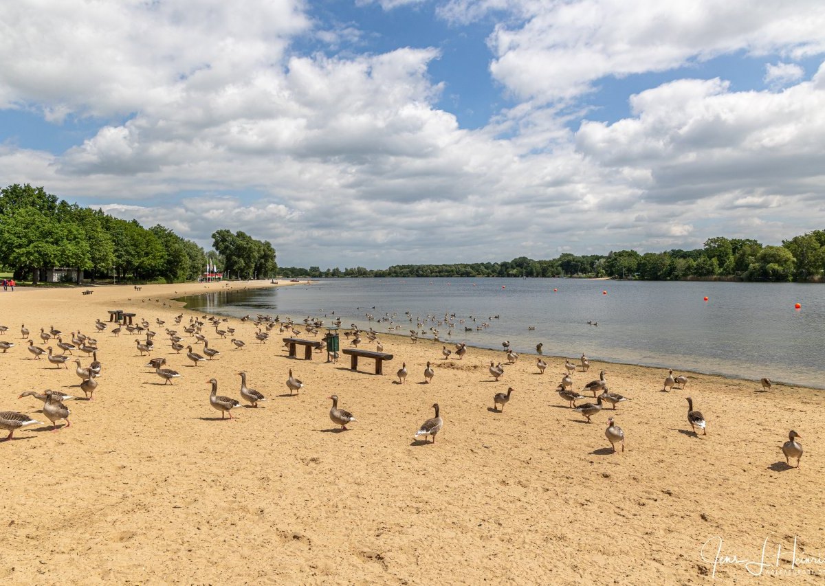 Allersee_Wolfsburg Gänse.jpg