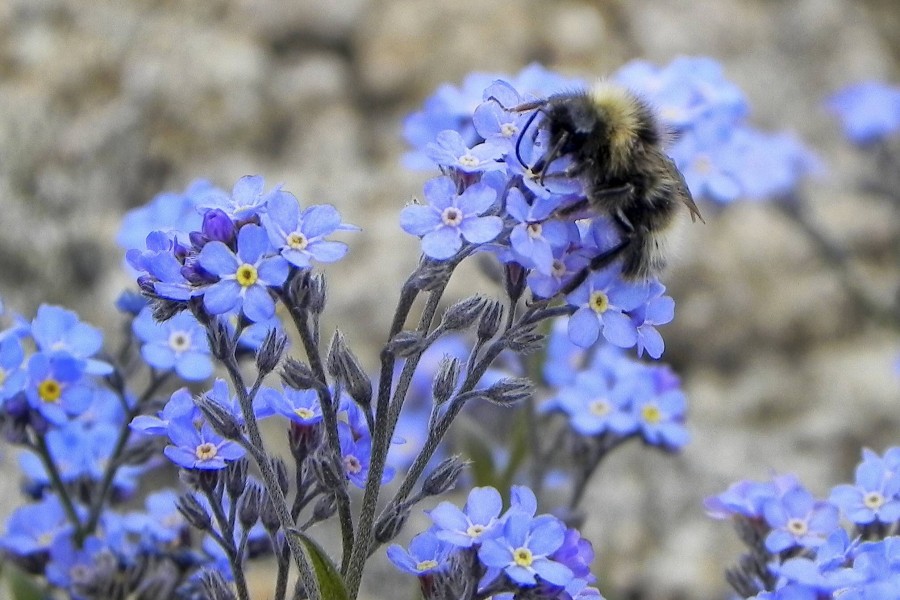 In bunten Farben sollte der Brockengarten ab Mitte Mai wieder erstrahlen. (Symbolbild)