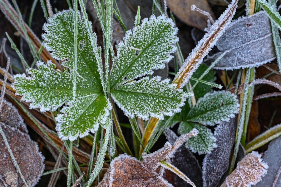 In Braunschweig und der gesamten Region 38 solltest du dich auf Frost einstellen. (Symbolbild)