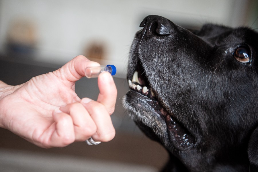 Spürhunde sollen vor Veranstaltungen herausfinden, ob Gäste mit dem Coronavirus infiziert sind. (Symbolbild) 