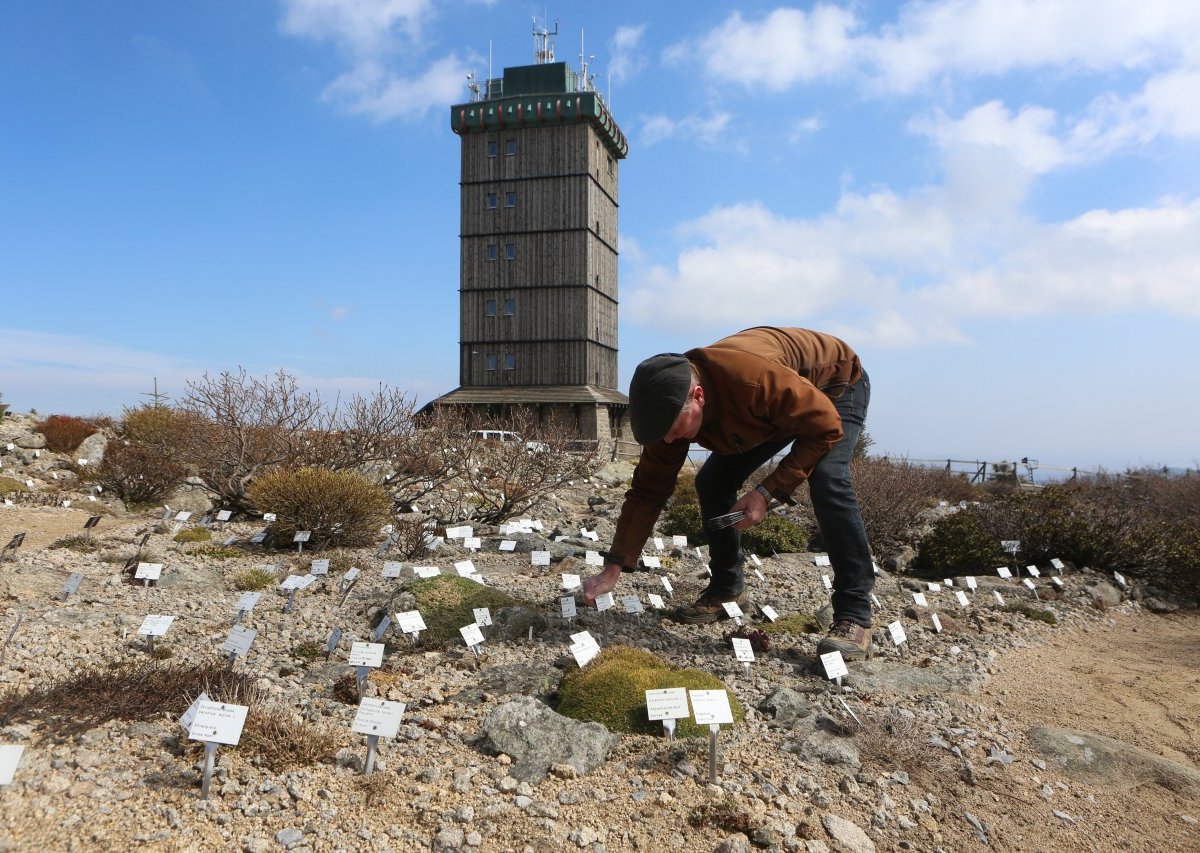 Brocken BRockengarten