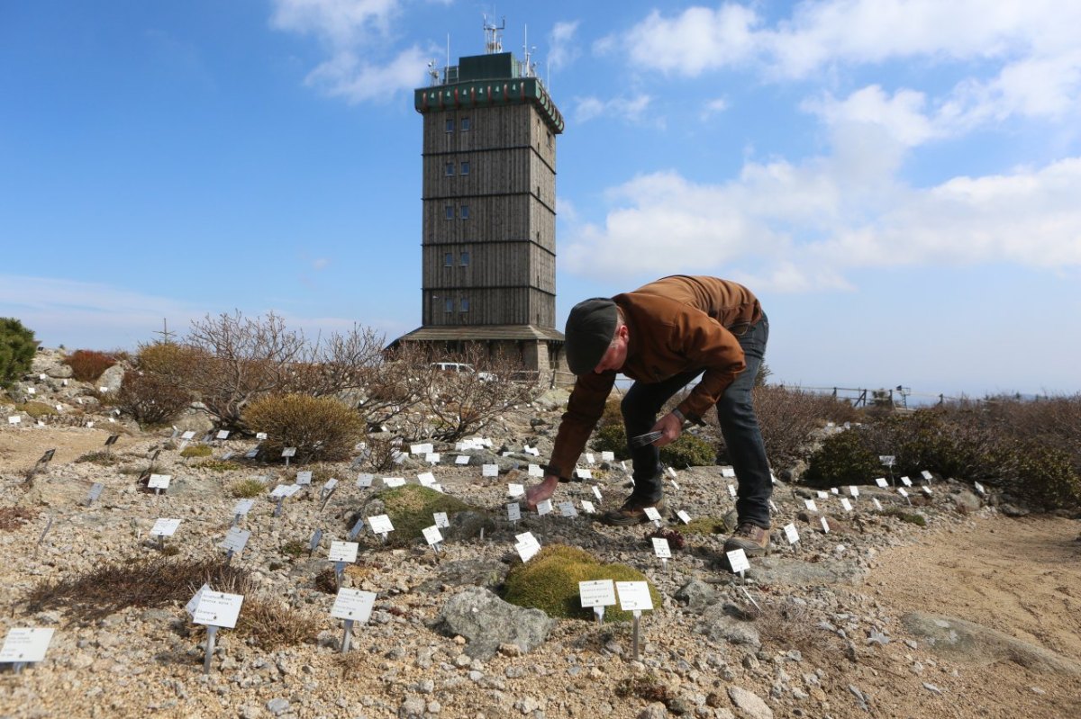 Brocken BRockengarten