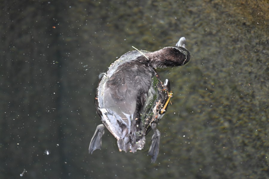 Eine tote Ente schwimmt auf einem See. (Archivbild)