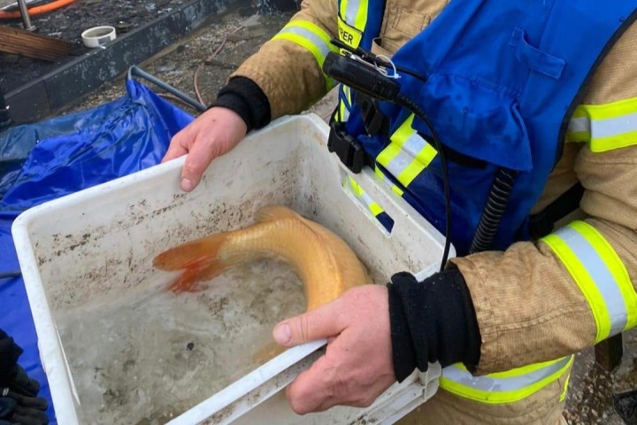 Die Feuerwehr Schöningen hat auch ein Herz für Fische.