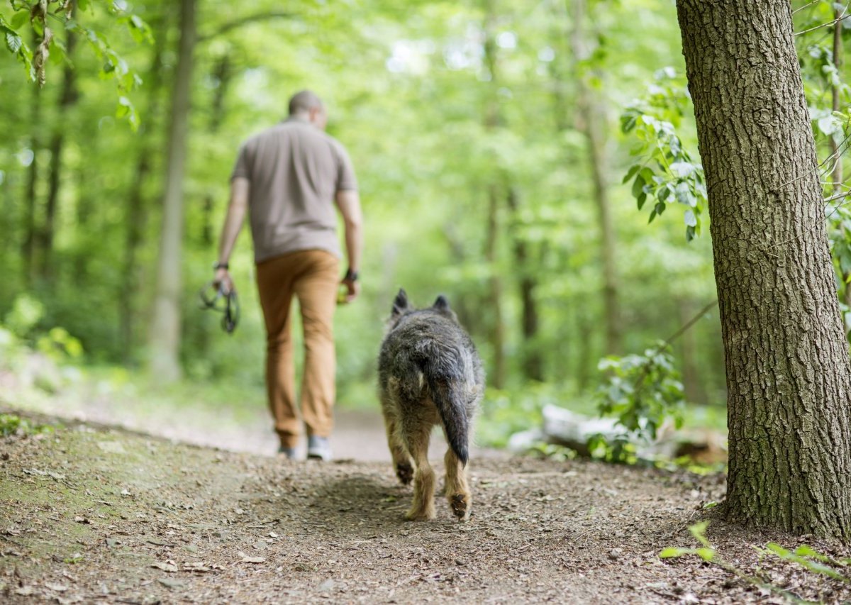 Mann spaziert im Wald mit einem Hund
