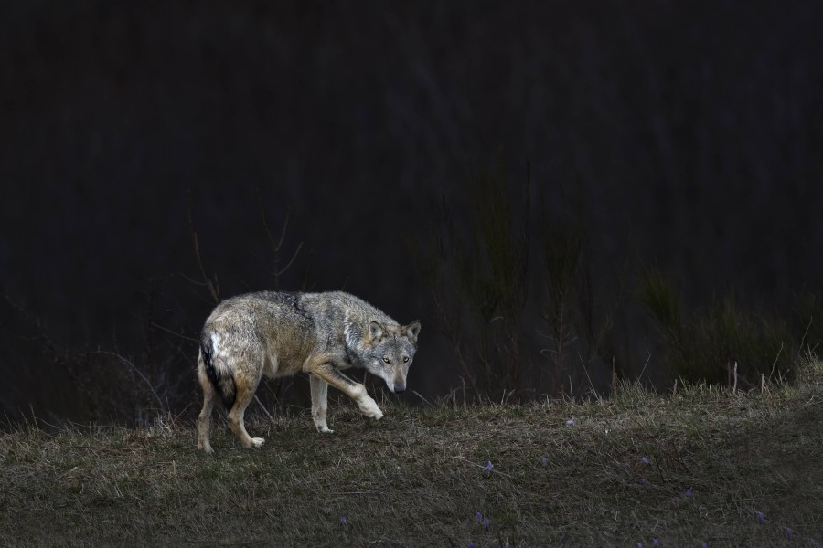 Der Autofahrer ist offenbar mit einem Wolf zusammengekracht. (Symbolbild)