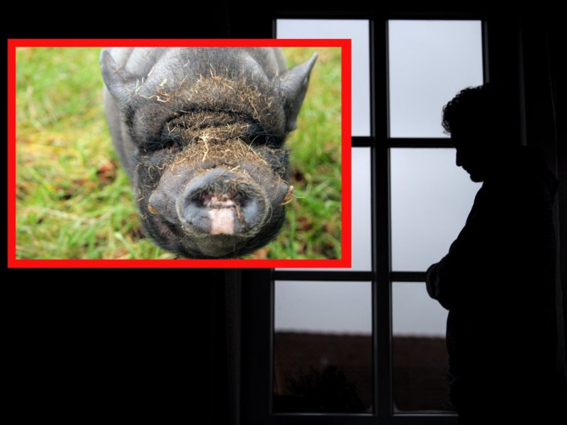 Hannover Schwein.jpg