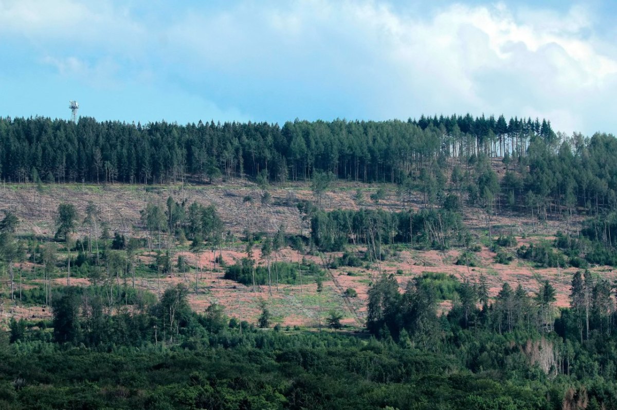 Harz Wald.jpg