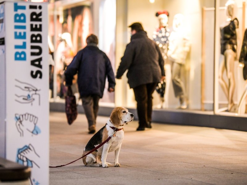 Hund Braunschweig.jpg