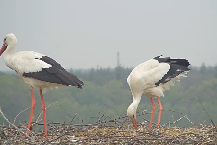 Neugierig haben die Jungtiere immer wieder aus dem Nest geschaut. 