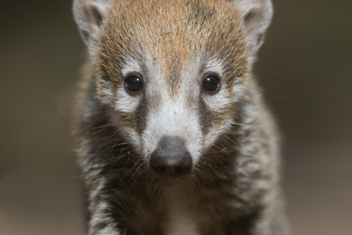 Ein Nasenbär wie dieser wurde aus einem Tierheim nahe Hannover gestohlen. (Symbolbild)