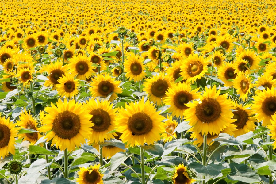 Mit den Automaten-Samen könnten ganz schön viele Sonnenblumen wachsen. (Symbolfoto)