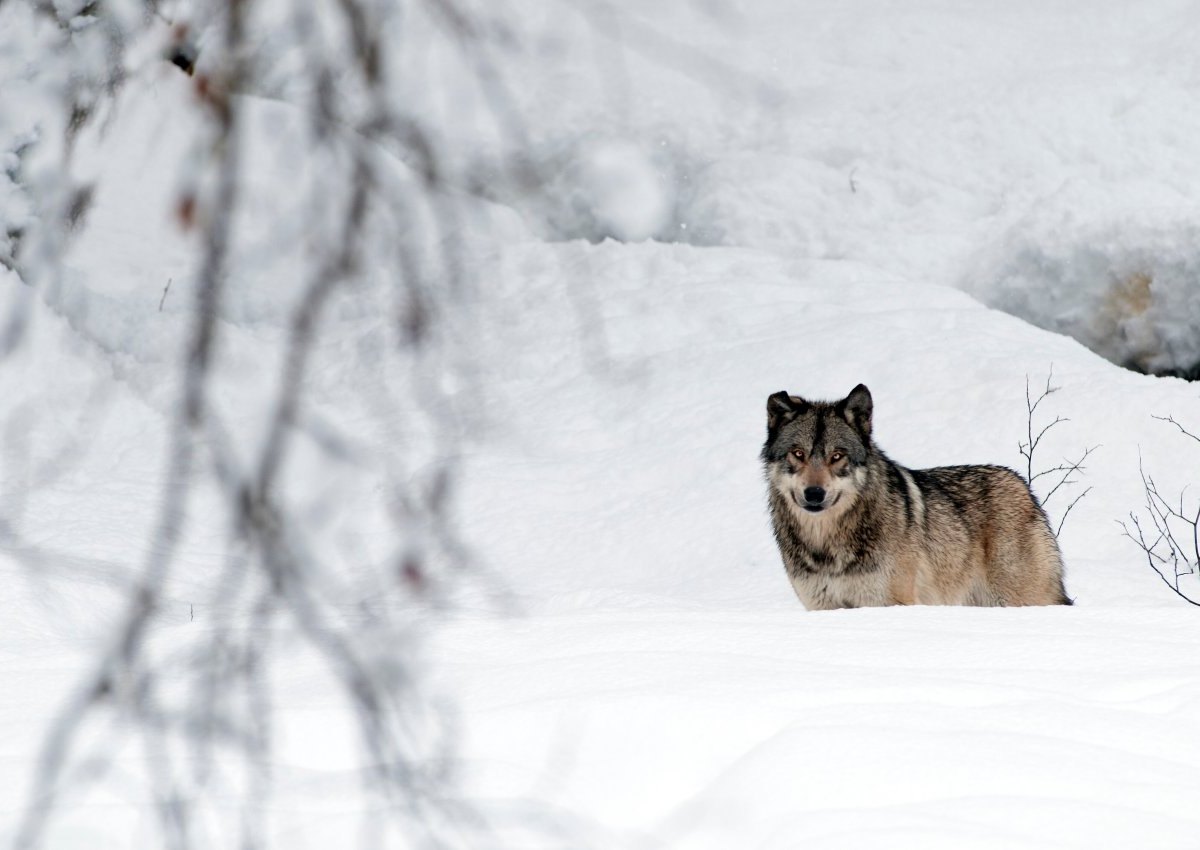 Wolf in Gifhorn_Wolfssichtung.jpg