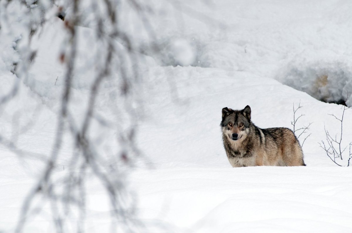 Wolf in Gifhorn_Wolfssichtung.jpg