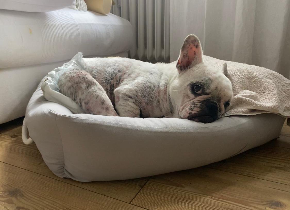 Wolfsburg hund günni Tierhilfe