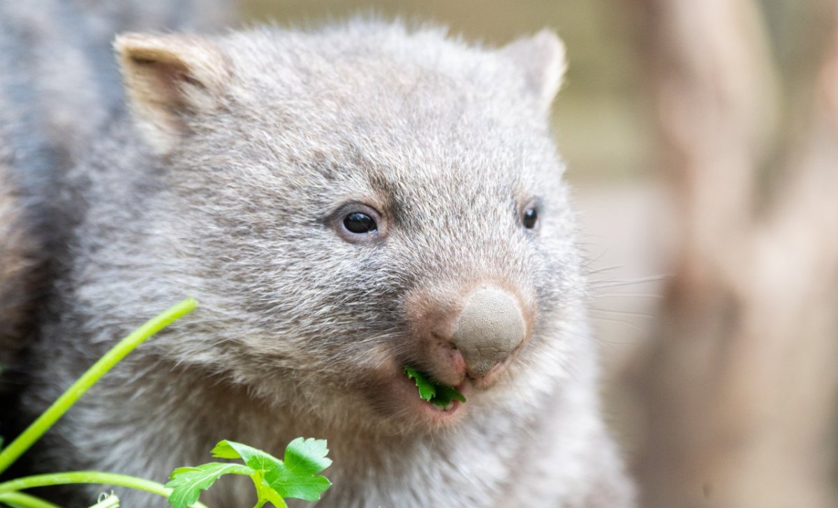 Wombat 1