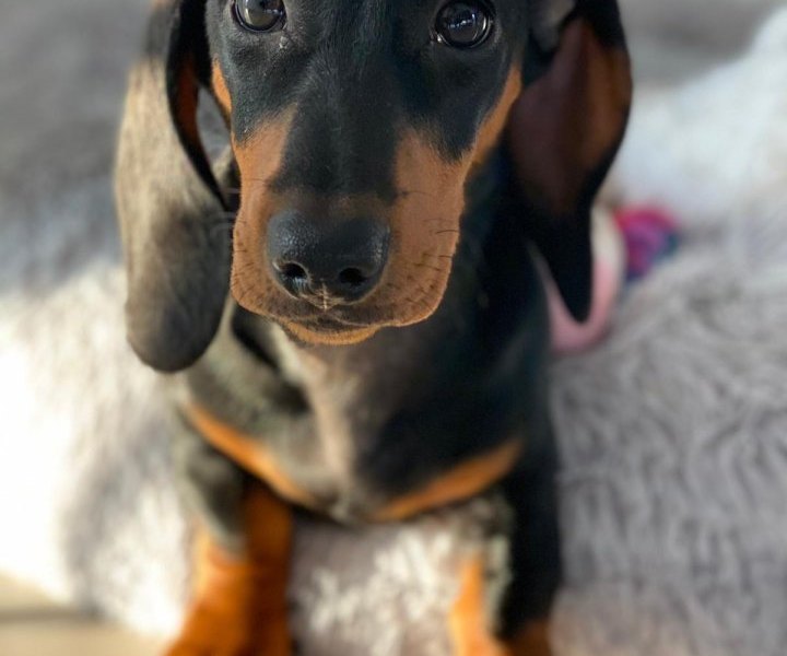 benno wolfenbüttel hund dackel giftköder
