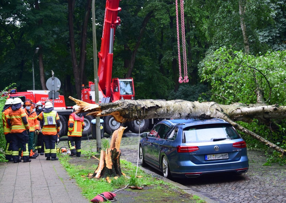 bernerstraße baum braunschweig