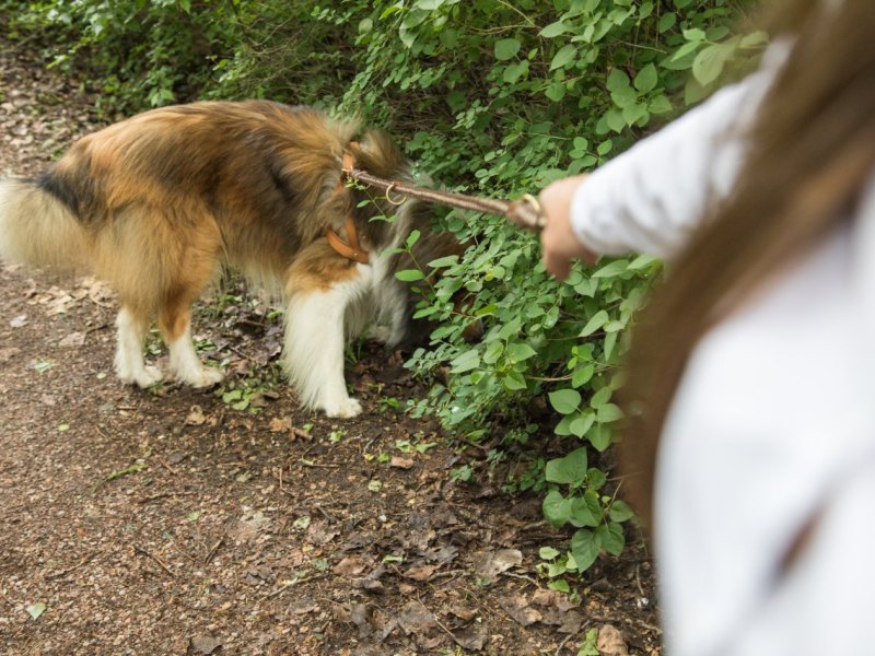 braunschweig hund gassi frau leine