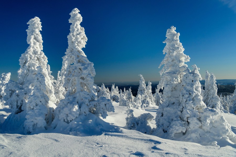 Verschneite Fichten auf dem Brocken im Harz.