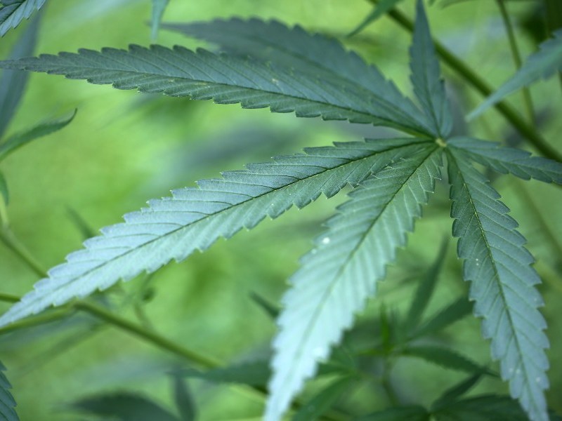 Eine Hanf-Pflanze (Cannabis).