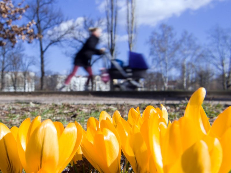 frühling krokusse blumen frau