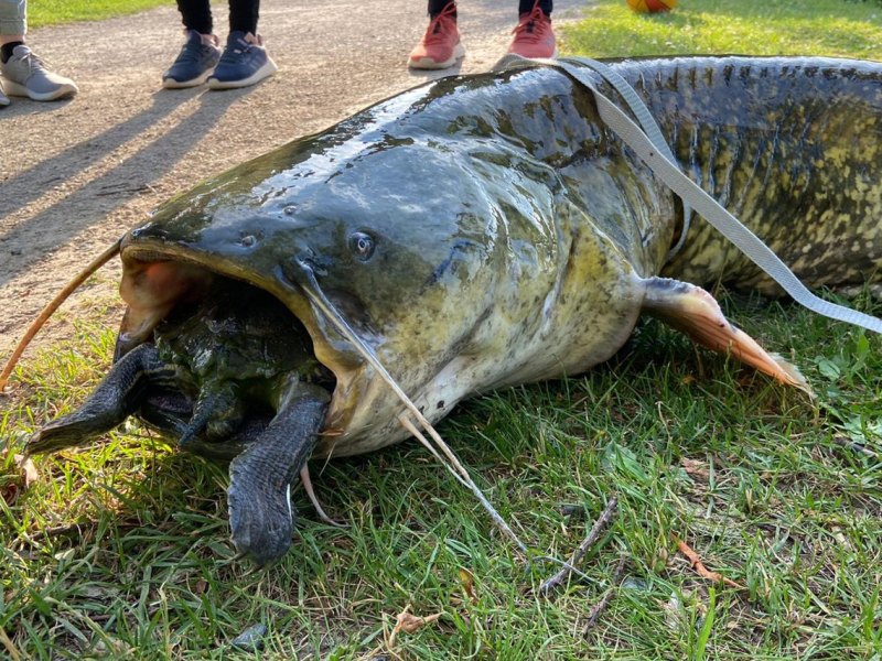göttingen wels schildkröte kiessee