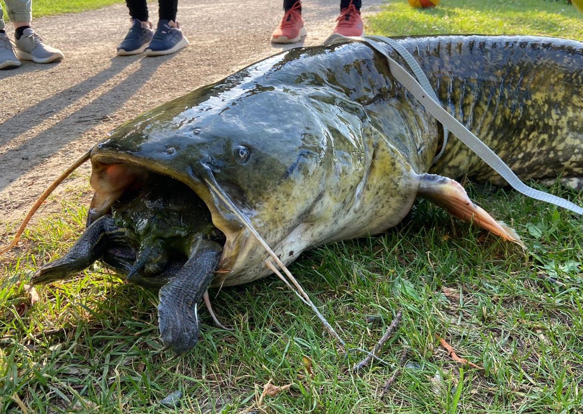 göttingen wels schildkröte kiessee