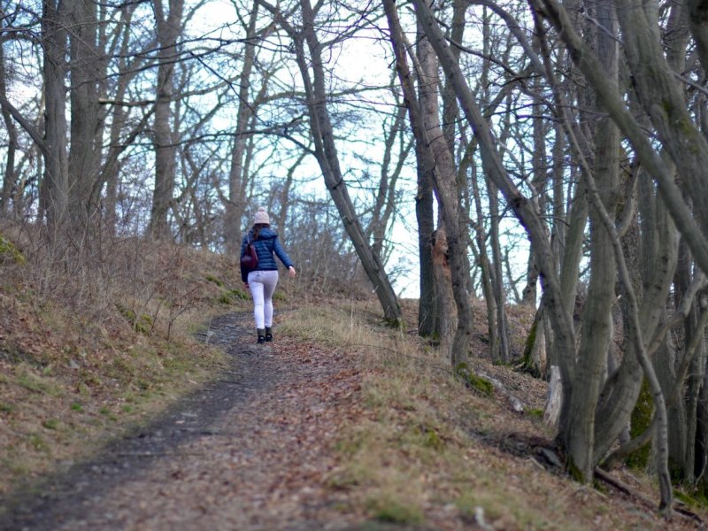 harz.jpg