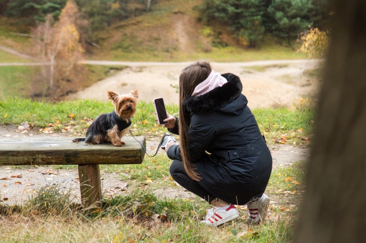 hund helmstedt frau giftköder