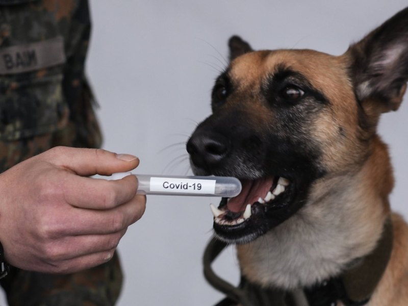 hund nds.jpg