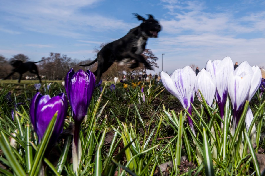 In Braunschweig sollen neue Hundewiesen freigegeben werden. (Symbolbild)