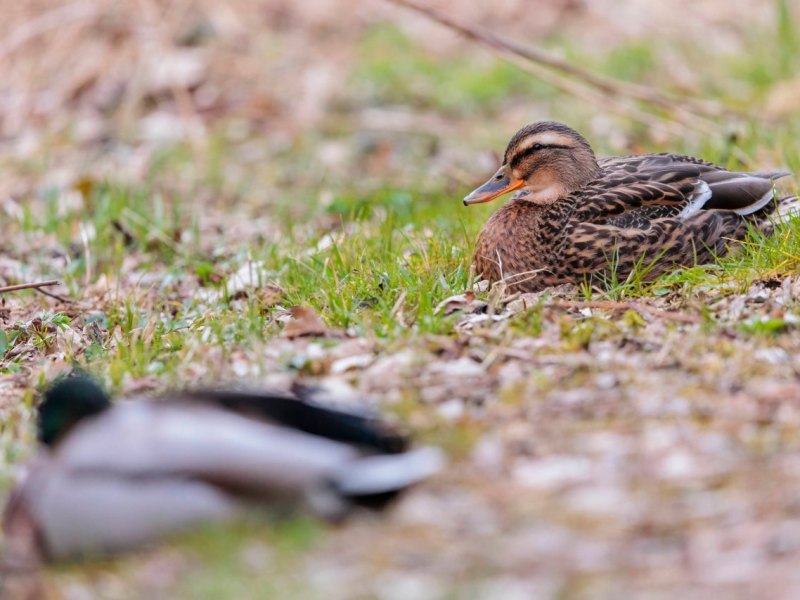 imago0152824998h.jpg