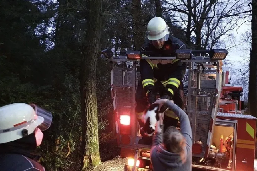 Die Katze konnte bei einem Feuerwehreinsatz aus dem Baum gerettet werden. 