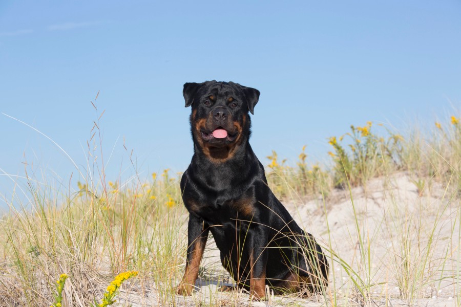 Rottweiler  „Leo“ hat eine neue Familie gefunden. (Symbolbild)