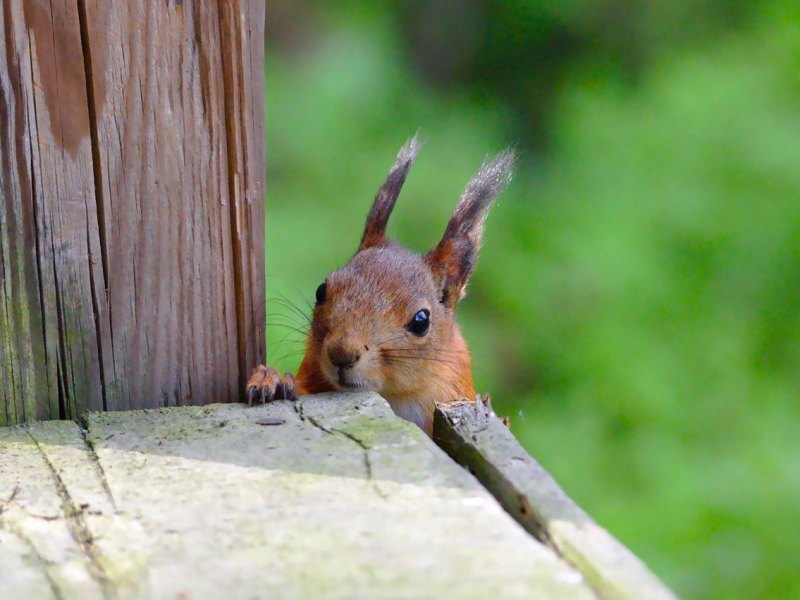 niedersachsen eichhörnchen.jpg