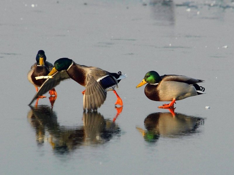 niedersachsen enten süß.jpg