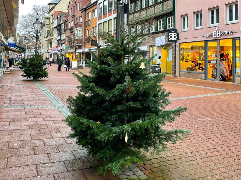 peine baum 2
